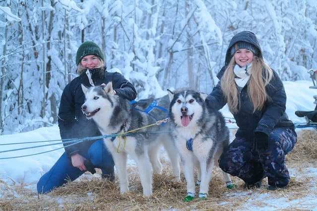 Husky Dog Sledding & Mushing with Pick up and Photo Service in Fairbanks, Alaska - Photo 1 of 25